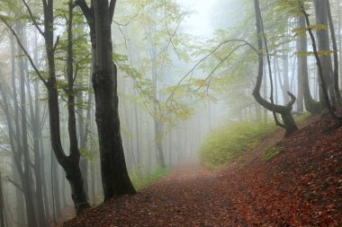 Sisli kayın ormanı