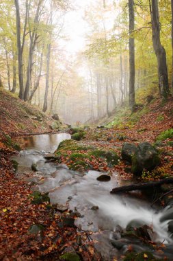 Sonbahar kayın ormanı akışında