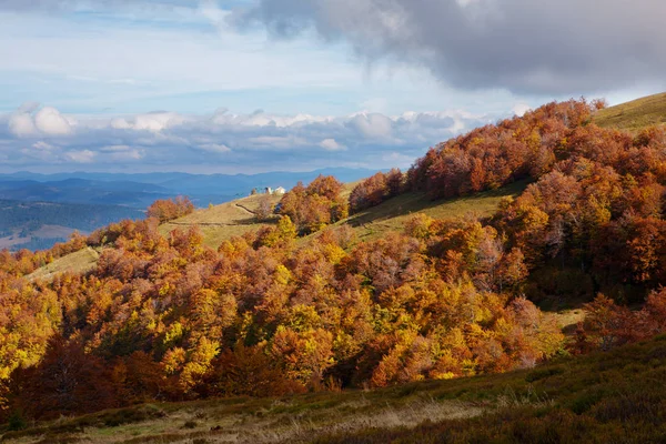 Bosque de haya en temporada dorada de otoño . — Foto de Stock