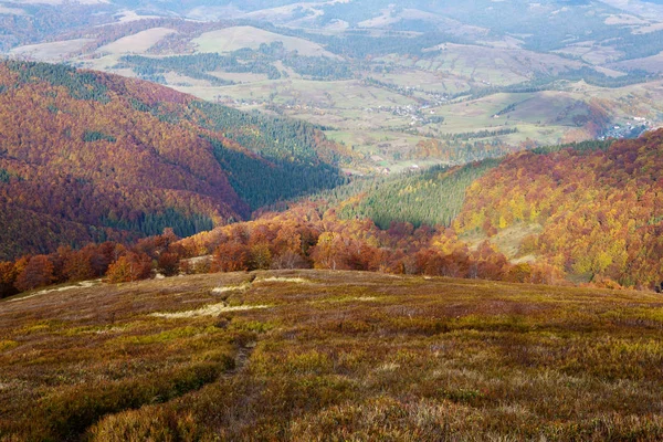 Bosque de haya en temporada dorada de otoño . — Foto de Stock