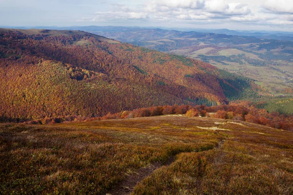 Beech forest in golden autumn season. — Stock Photo, Image
