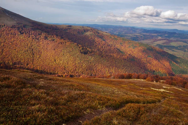 Bosque de haya en temporada dorada de otoño . — Foto de Stock