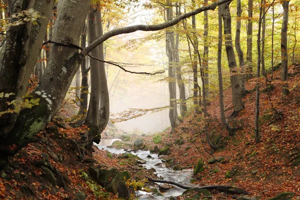 Ruisseau en forêt de hêtres d'automne — Photo