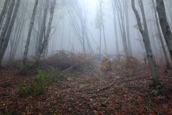 Туманный буковый лес — стоковое фото