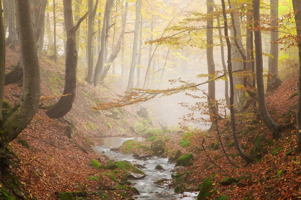 Transmisja w jesień las bukowy — Zdjęcie stockowe