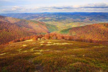 Kayın ormanı altın Sonbahar sezonu.