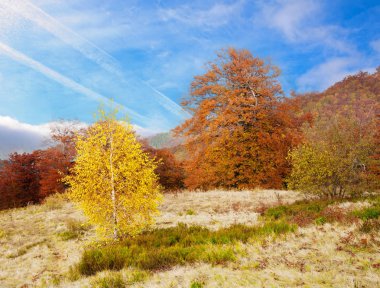 Kayın ormanı altın Sonbahar sezonu.