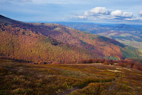 Beech forest in golden autumn season. — Stock Photo, Image