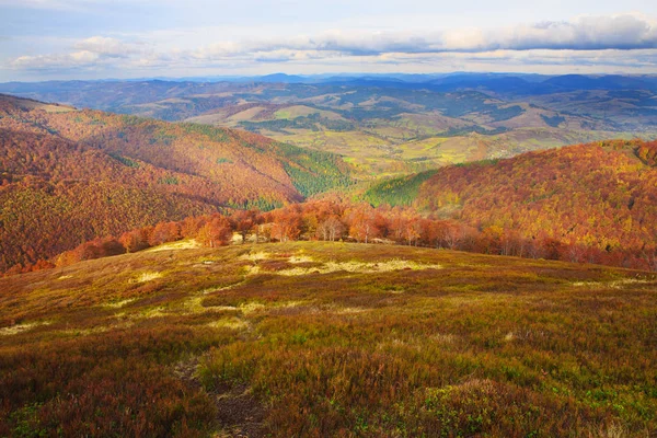 Beech forest in golden autumn season. — Stock Photo, Image