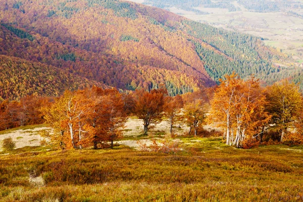 Floresta de faia na temporada de outono dourado . — Fotografia de Stock