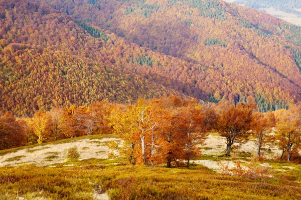 Floresta de faia na temporada de outono dourado . — Fotografia de Stock