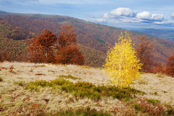 Floresta de faia na temporada de outono dourado . — Fotografia de Stock