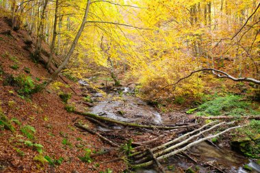 Sonbahar kayın ormanı akışında