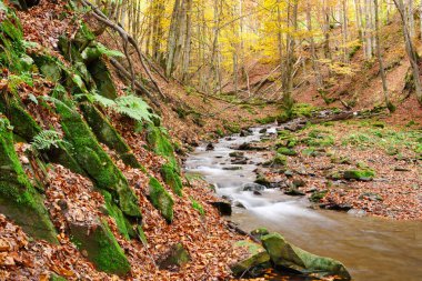 Sonbahar kayın ormanı akışında