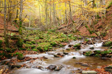 Sonbahar kayın ormanı akışında