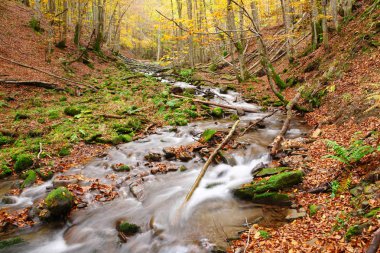 Sonbahar kayın ormanı akışında