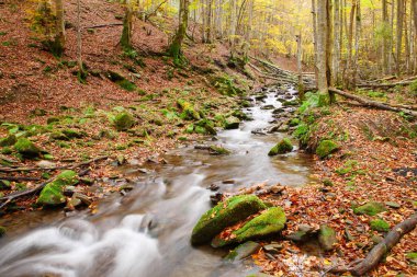 Sonbahar kayın ormanı akışında