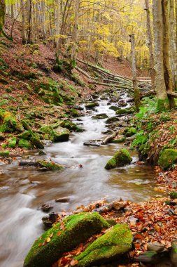 Sonbahar kayın ormanı akışında
