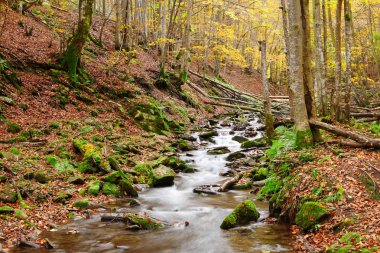 Sonbahar kayın ormanı akışında