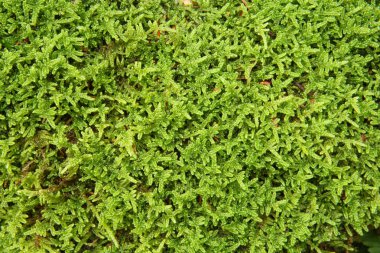 Kayalar ve ağaçlar üzerinde yosun.