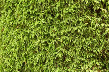 Kayalar ve ağaçlar üzerinde yosun.