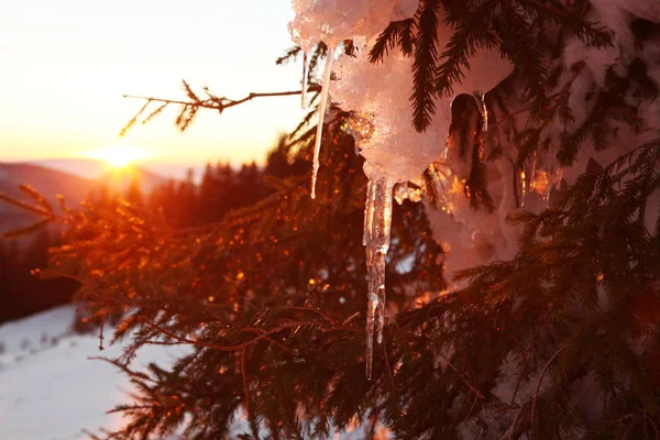 Des glaçons sur une épinette — Photo