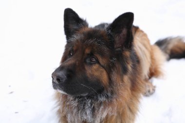 Alman çoban köpeği.