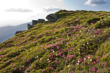 Karpatlar 'da çiçek açan rhododendron