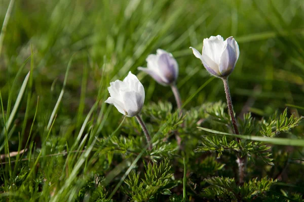 Цветущая Pulsatilla alba — стоковое фото