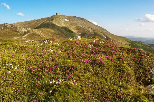 Blooming rhododendron in the Carpathians — Stock Photo, Image