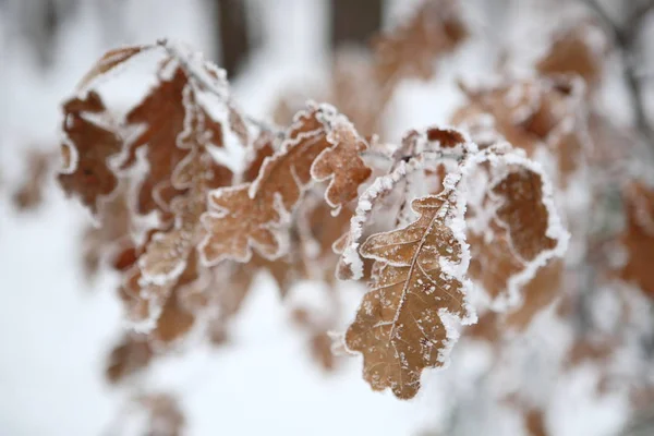 Oak leaves in winter — Stock Photo, Image