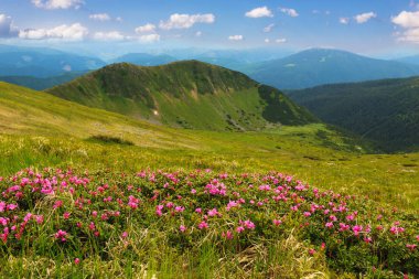 Karpatlar 'da çiçek açan rhododendron