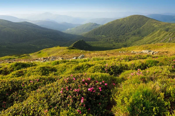 Blooming rhododendron in the Carpathians — Stock Photo, Image