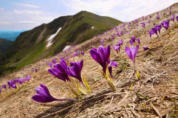 Kvetoucí šafrán karpatský — Stock fotografie