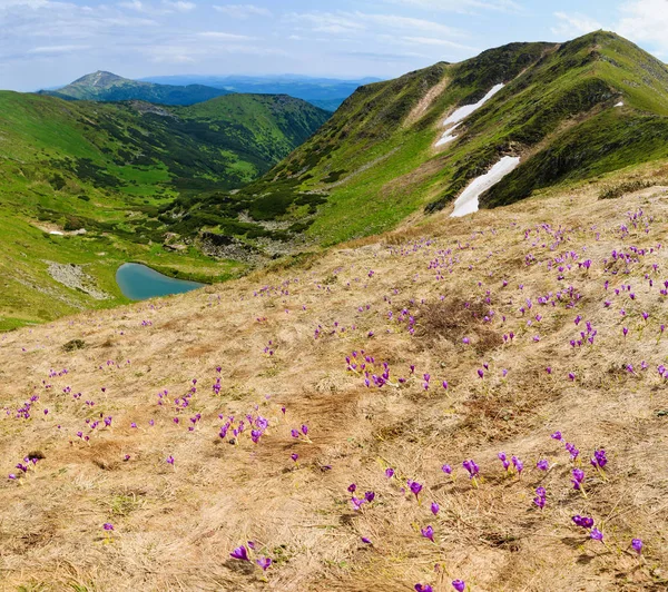 Blommande krokus i Karpaterna — Stockfoto