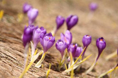 Çiçek açan Iridaceae Karpat
