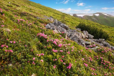 Karpatlar 'da çiçek açan rhododendron