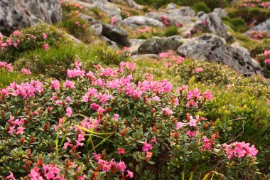 Karpatlar 'da çiçek açan rhododendron