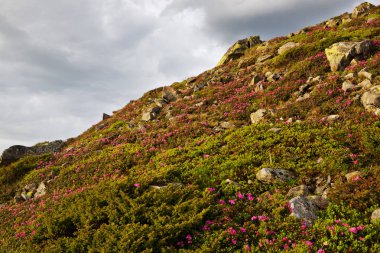 Karpatlar 'da çiçek açan rhododendron