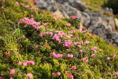 Karpatlar 'da çiçek açan rhododendron