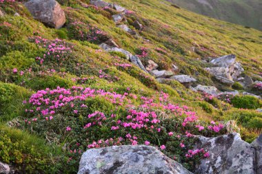 Karpatlar 'da çiçek açan rhododendron