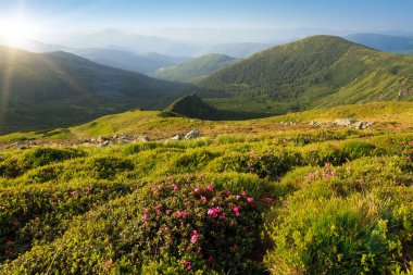 Karpatlar 'da çiçek açan rhododendron