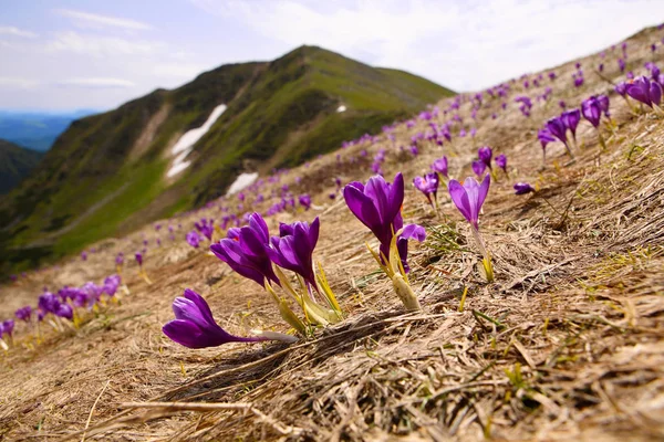 Blommande krokus i Karpaterna — Stockfoto