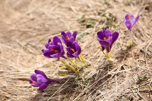 Blooming crocus in Carpathian — Stock Photo, Image