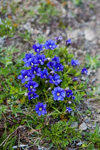 Gentiana acaulis (stemless gentian — Stock Photo, Image