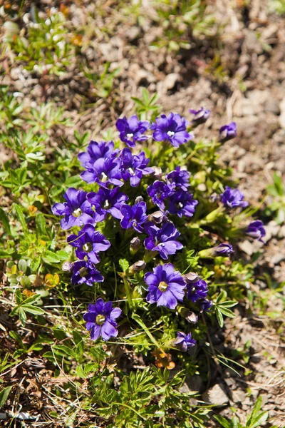 Gentiana acaulis (stemless gentian — Stock Photo, Image