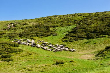 Alpine meadows koyun
