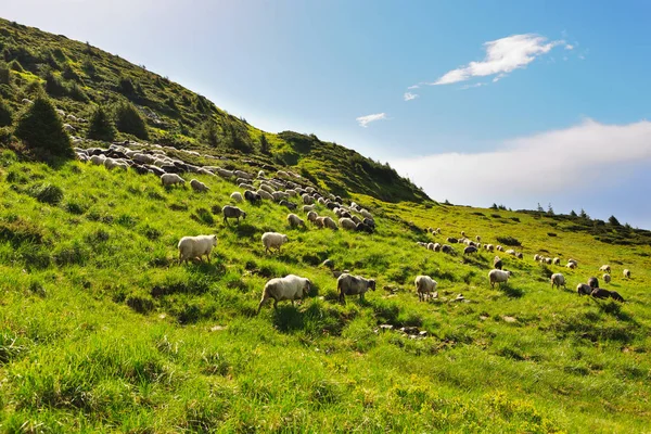 Moutons dans les prairies alpines — Photo