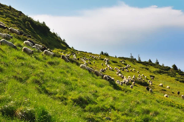 Sheep in the alpine meadows — Stock Photo, Image
