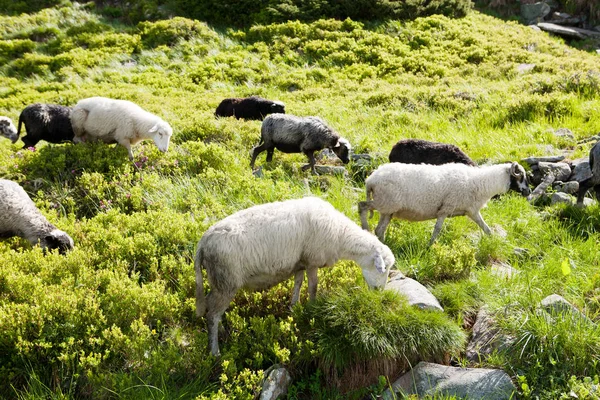 Moutons dans les prairies alpines — Photo